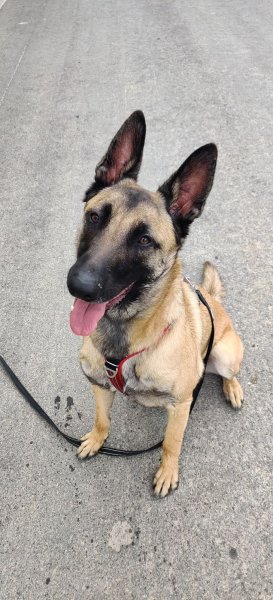 Lorem Animalis/L’univers canin 55 - Centre D'Education Et de Comportement Canin - photo 3