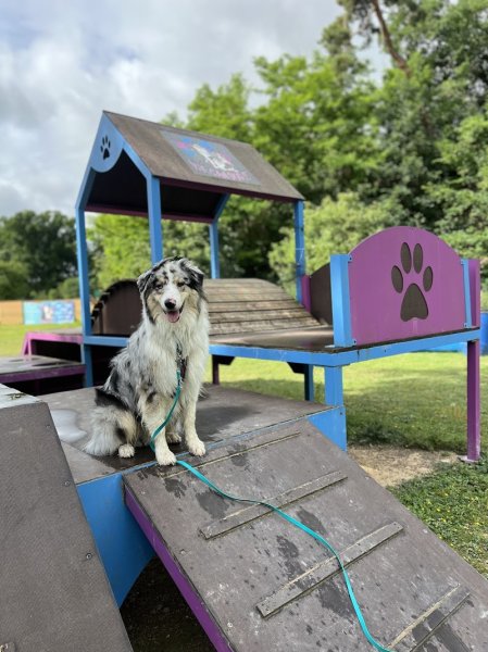 We Can Dog It - photo 3