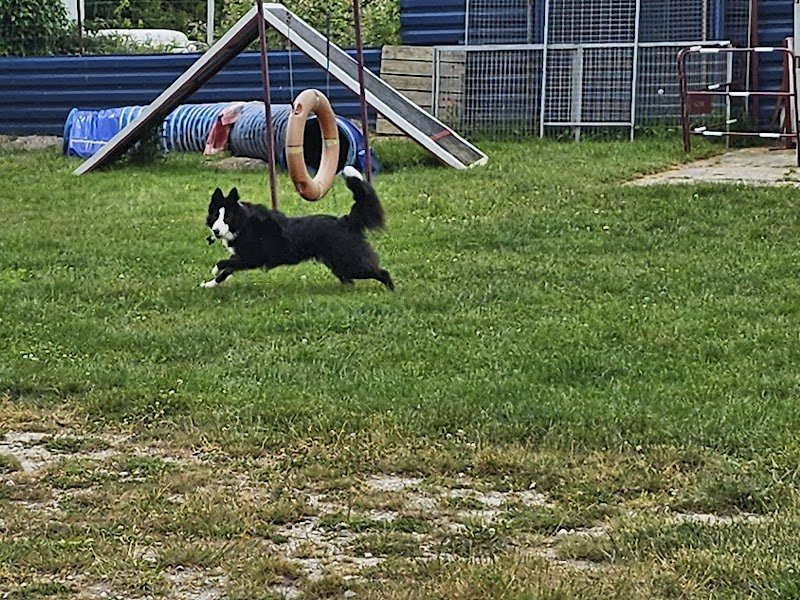 Nicolas Cheru Éducateur comportementaliste canin Coach canin - photo 1