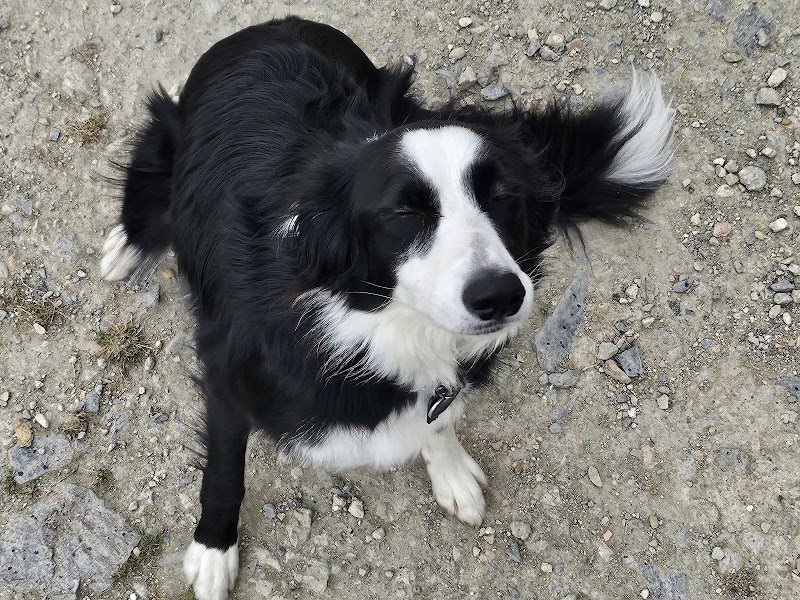 Nicolas Cheru Éducateur comportementaliste canin Coach canin - photo 2