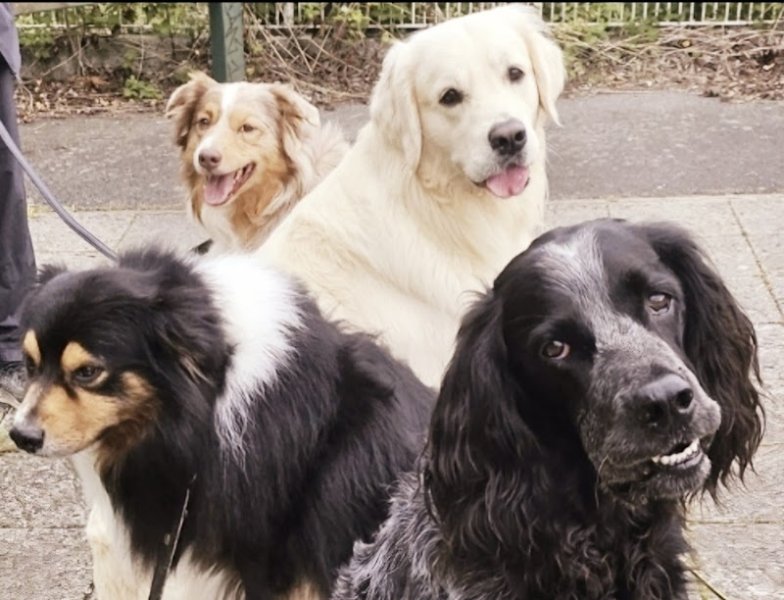 Nicolas Cheru Éducateur comportementaliste canin Coach canin - photo 3