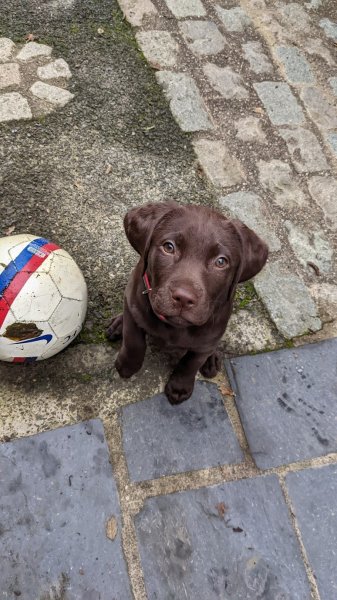 Tony Comportementaliste et Educateur Canin