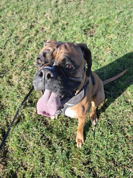 Tony Comportementaliste et Educateur Canin - photo 3