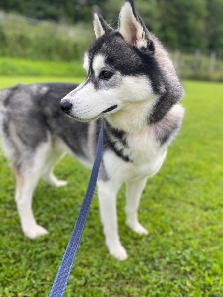 Village Canin des 4 pattes - photo 1