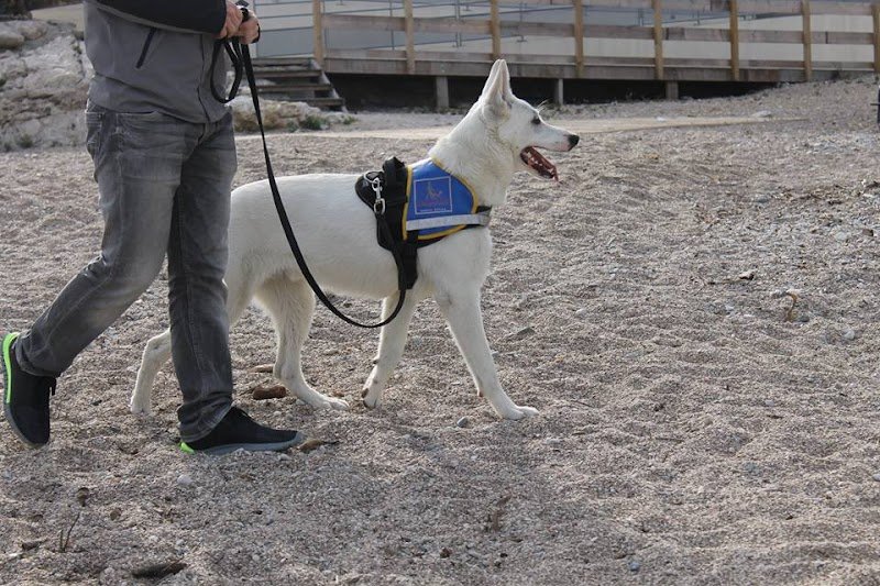 François ILLY - Sirius Education Canine à domicile - photo 1