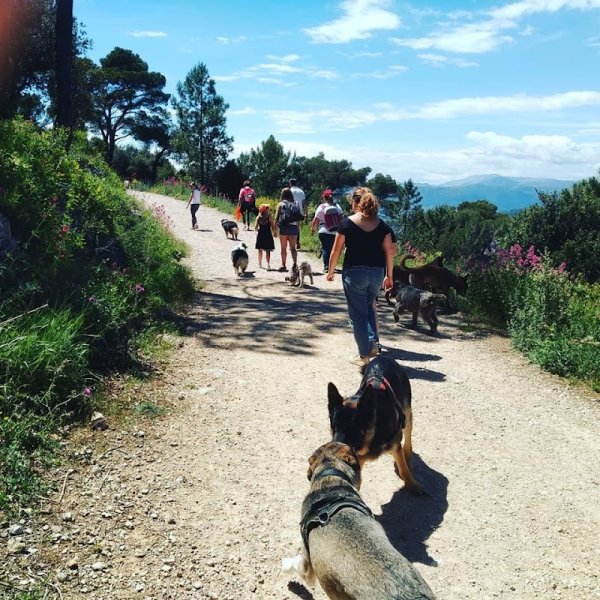 François ILLY - Sirius Education Canine à domicile - photo 3