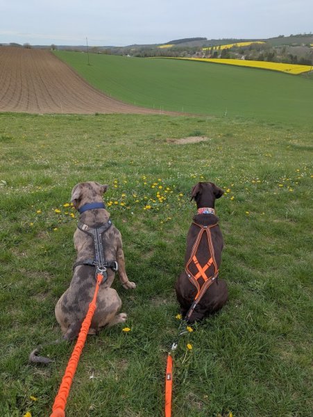 de LOR en pattes - Educateur canin Fismes - photo 1