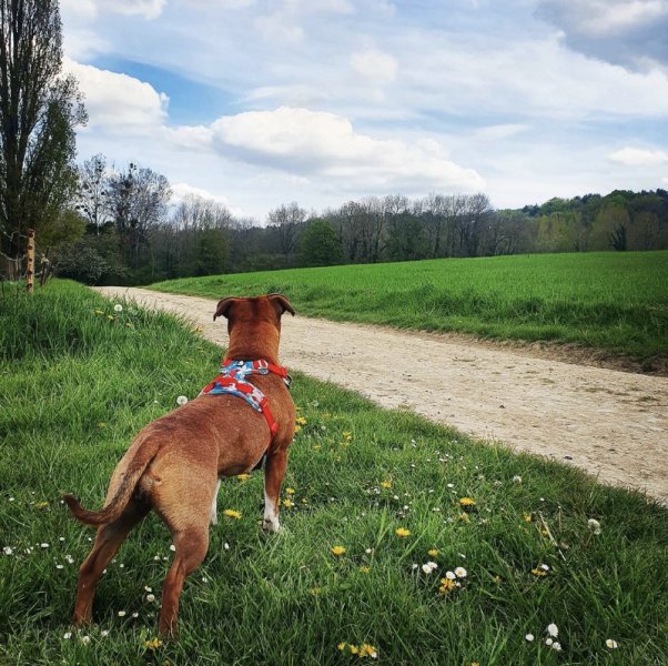 de LOR en pattes - Educateur canin Fismes - photo 2