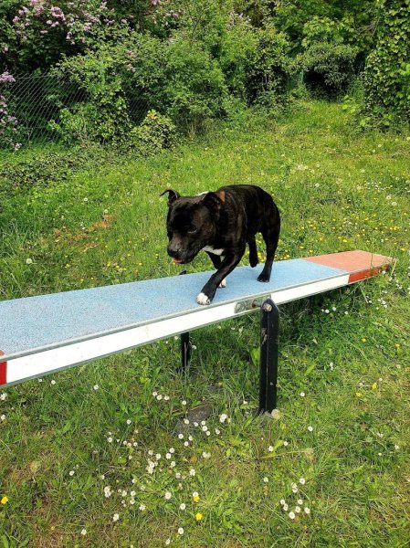 de LOR en pattes - Educateur canin Fismes - photo 3