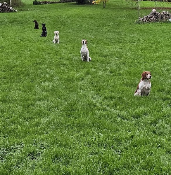 AEC - Aisne Éducation Canine - photo 2