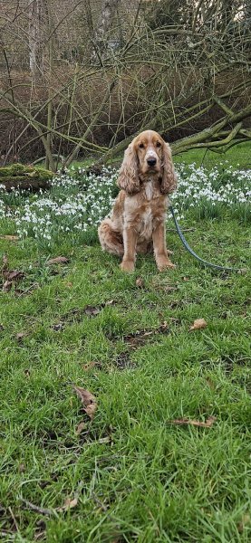 AEC - Aisne Éducation Canine - photo 3