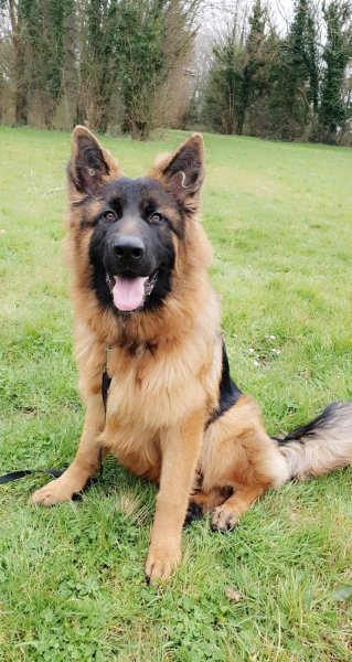 Éducateur canin Respecdogs Falaise - photo 2