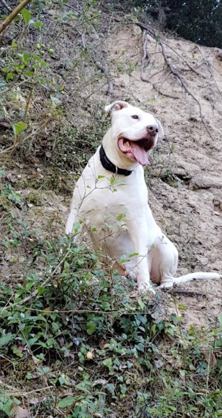 Éducateur canin Respecdogs Falaise - photo 3