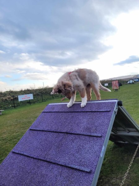 Martial VILLAIN Education Canine - photo 3