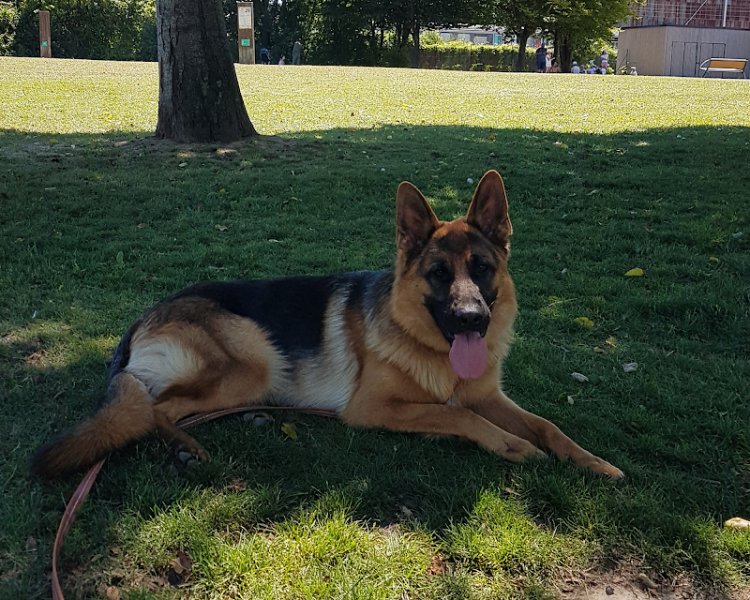 Anthony Canin - Éducateur Canin à Reims - photo 3