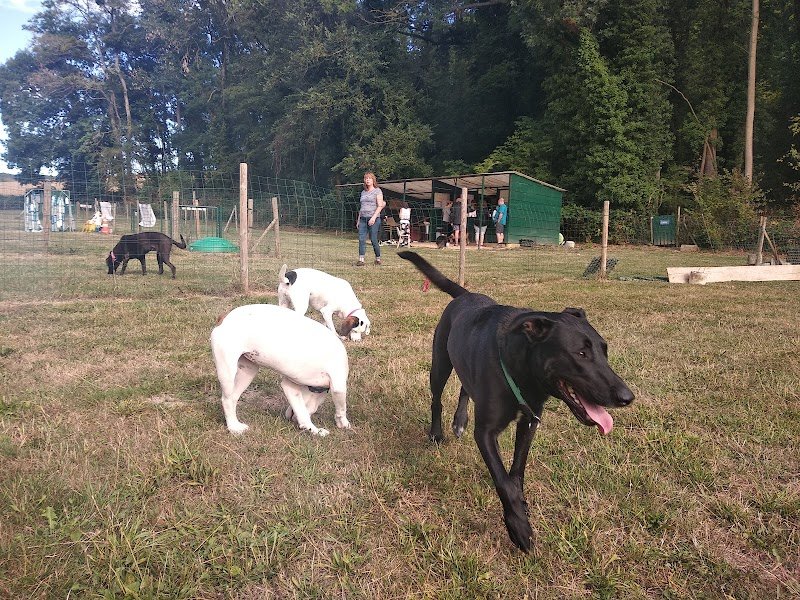 Club d'éducation canine Cergy-Vexin-Théméricourt - photo 3