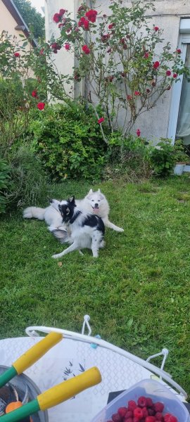 educat dogs & co - photo 1