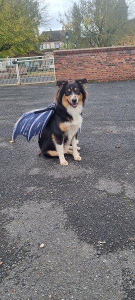 educat dogs & co - photo 3