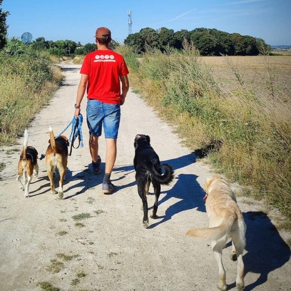 Éducateur canin RespectDogs Reims - photo 2