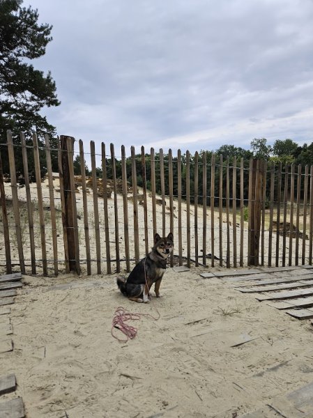 Éducateur canin RespectDogs Reims - photo 3