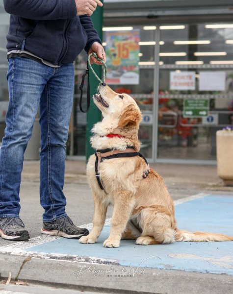 Wouf Éducation, éducateur et photographe canin à Reims - photo 2