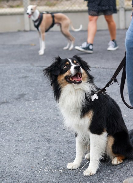 Wouf Éducation, éducateur et photographe canin à Reims - photo 3