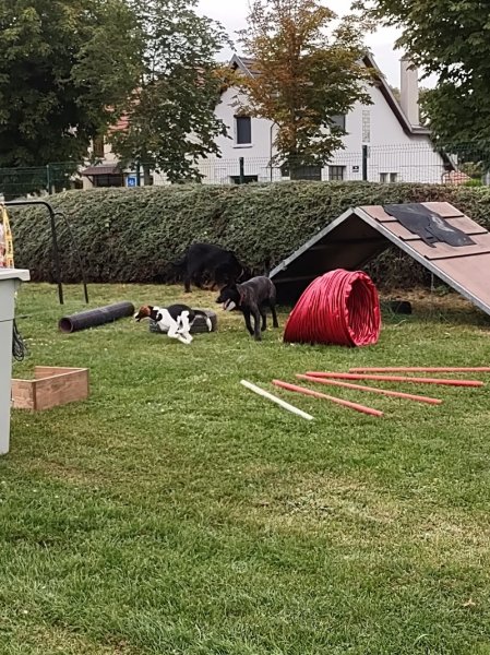 CRDCU - Club Canin de Reims - photo 1