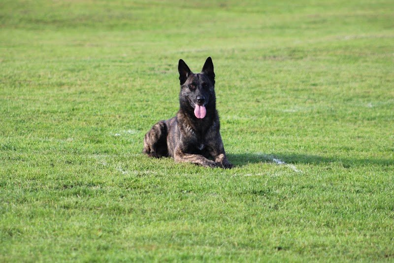 CRDCU - Club Canin de Reims - photo 2