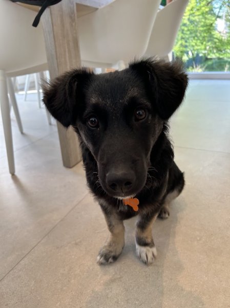 Passionnément Canin