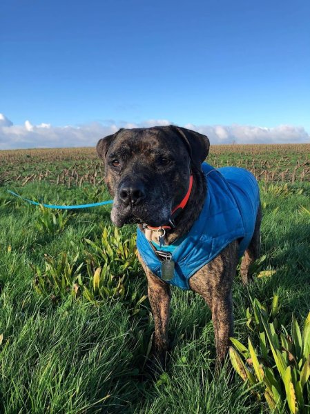 Passionnément Canin - photo 2