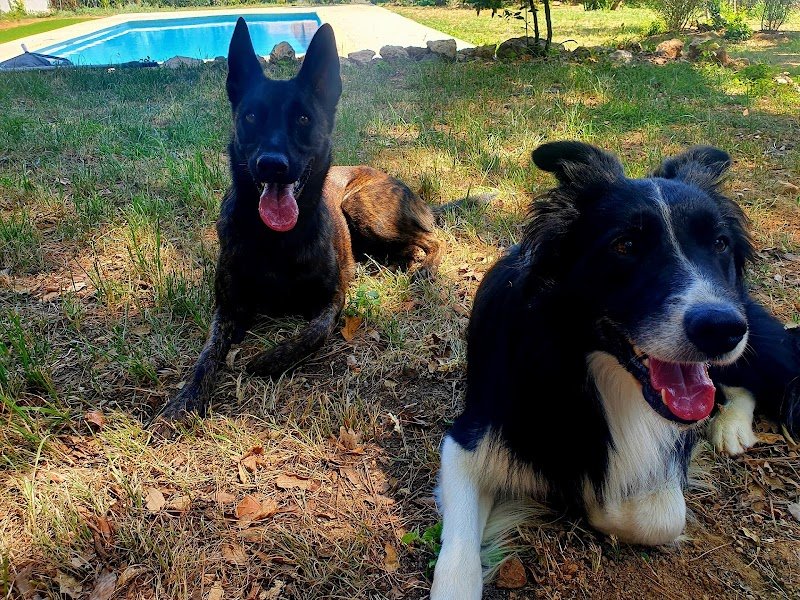 PATOUNE CANINE 🐾 - photo 2