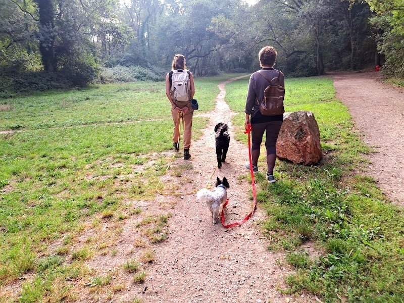 PATOUNE CANINE 🐾 - photo 3