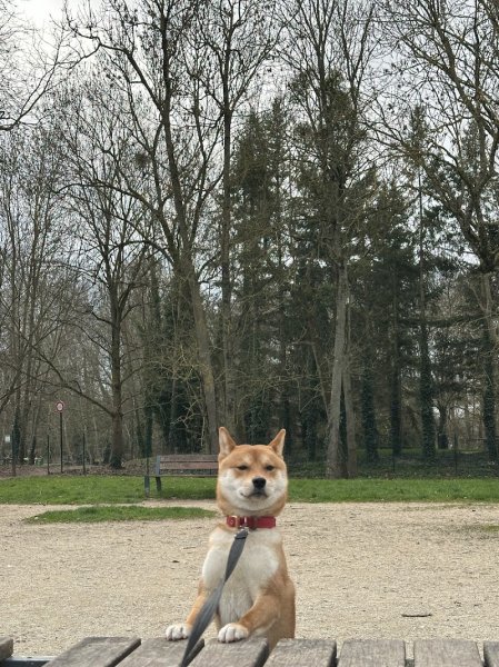 CaniFlex DogTrainer - photo 2