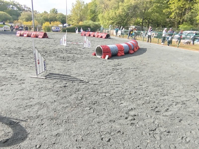 Cholet Education Canine - photo 1