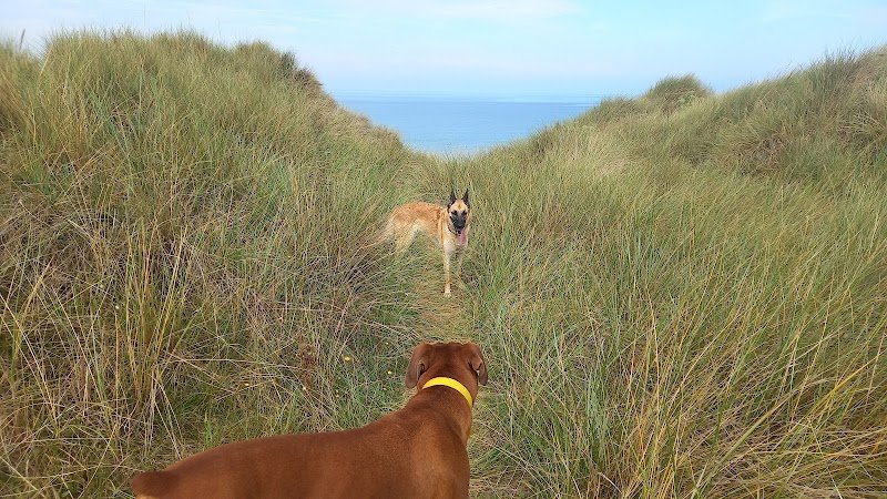 Éducation Honnête - Education canine - Educateur canin, approche éthologique - photo 3