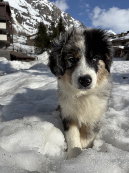 Domaine de Shetlyse élevage canin - photo 1