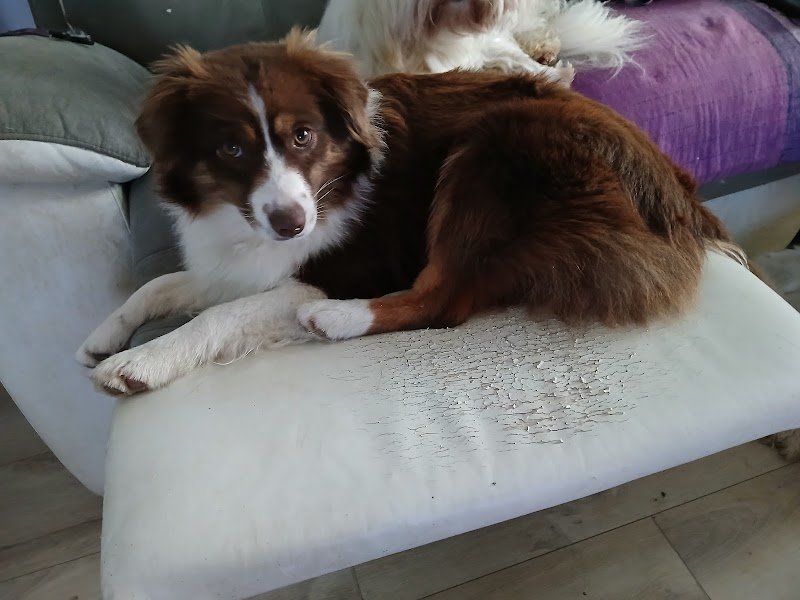 Domaine de Shetlyse élevage canin - photo 2