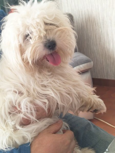 Domaine de Shetlyse élevage canin - photo 3