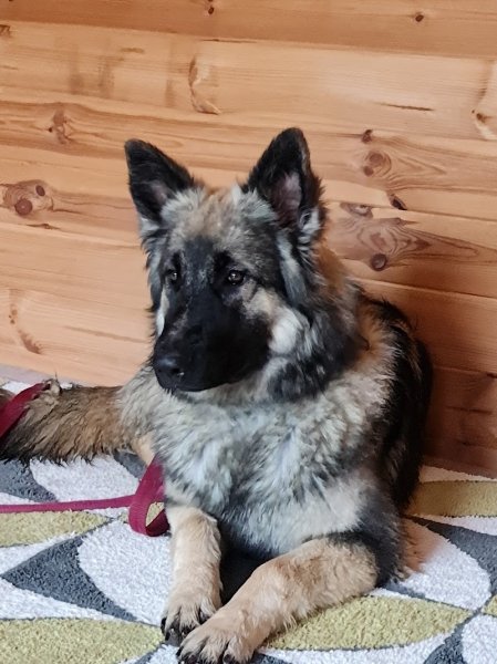 Comprends ton chien Educateurs canins comportementalistes