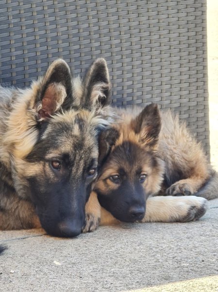 Comprends ton chien Educateurs canins comportementalistes - photo 2