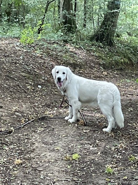 Comprends ton chien Educateurs canins comportementalistes - photo 3