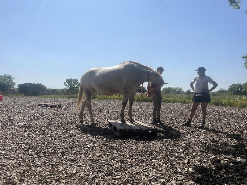 Anim'Apaise - Comportementaliste Canin et Médiation Animale - photo 2