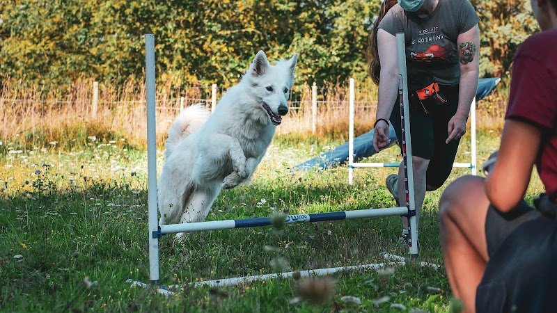 Anim'Apaise - Comportementaliste Canin et Médiation Animale - photo 3