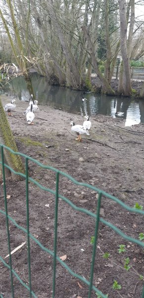 COMPIEGNE EDUCATION CANINE - photo 2