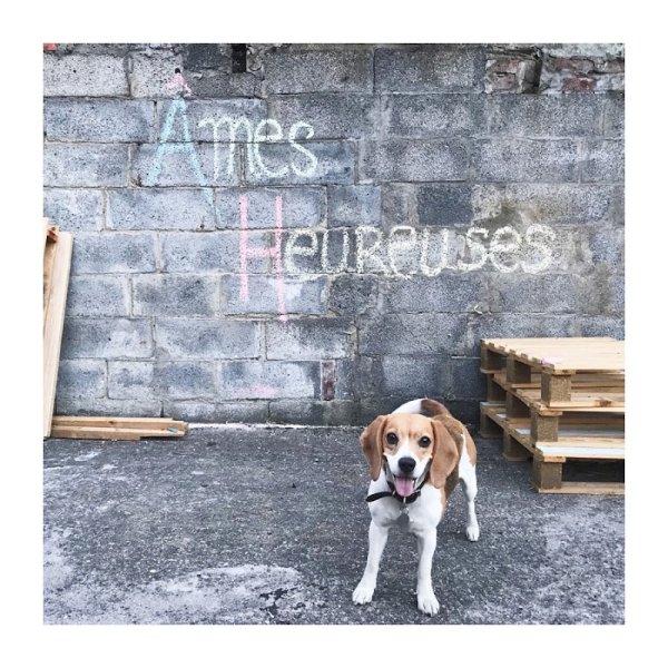 La Gamelle de Colette - éducateur comportementaliste canin, cynologiste & conseils en nutrition