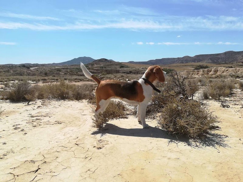 La Gamelle de Colette - éducateur comportementaliste canin, cynologiste & conseils en nutrition - photo 2