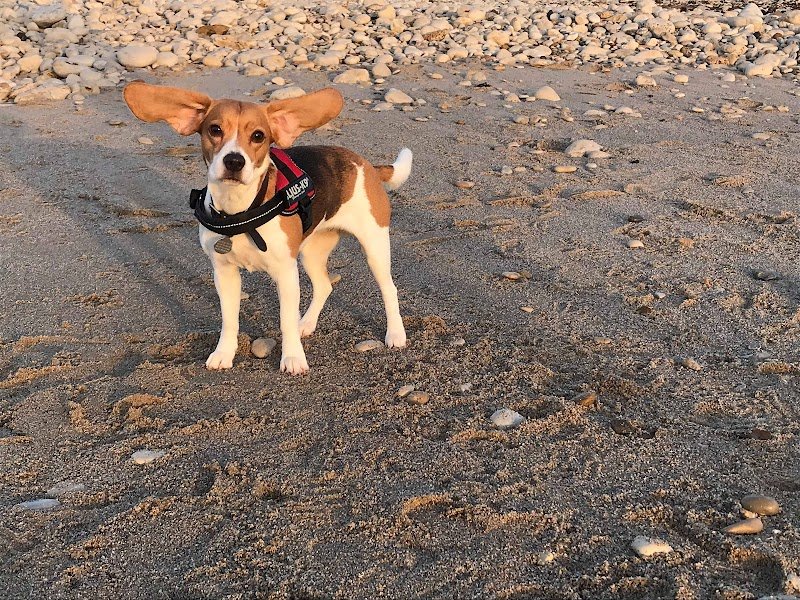 La Gamelle de Colette - éducateur comportementaliste canin, cynologiste & conseils en nutrition - photo 3