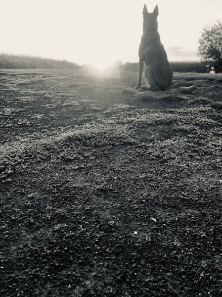 ChrisProDog Éducateur Canin Comportementaliste - photo 2