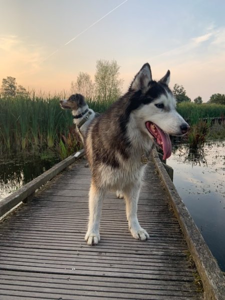 Libr'Anima - Comportementaliste Educateur Canin