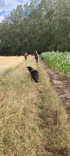 Libr'Anima - Comportementaliste Educateur Canin - photo 2